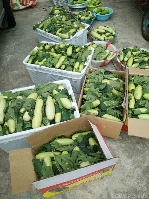 洪雅农旅康养项目喜迎首季大丰收，生态农园产业园奏响乡村振兴新乐章